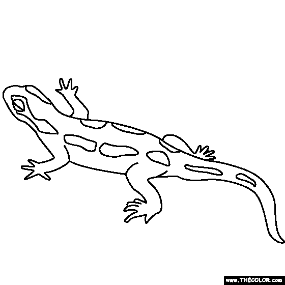 Salamander coloring page salamander coloring pages vintage drawing