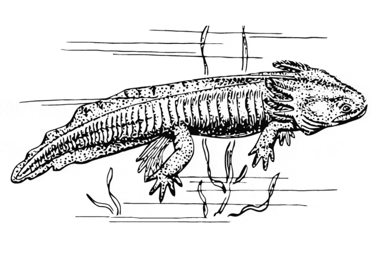 Salamander coloring page