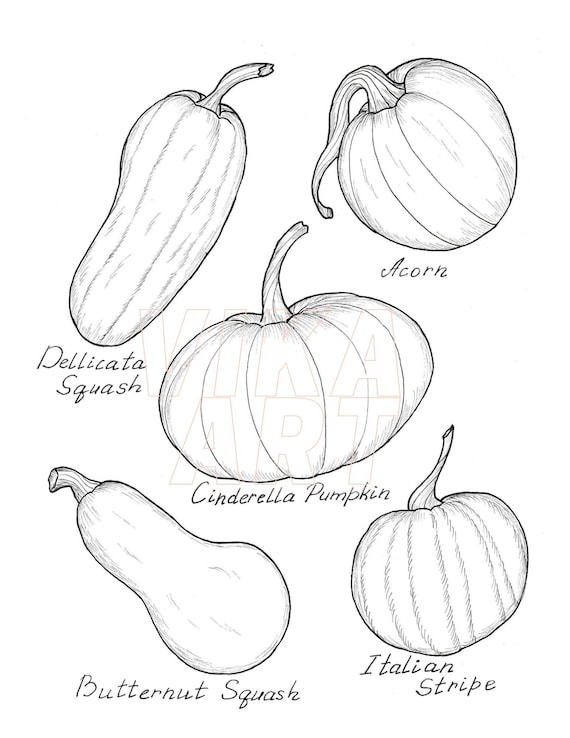 Types of squash coloring pageinstnat download coloring page for adults and kids