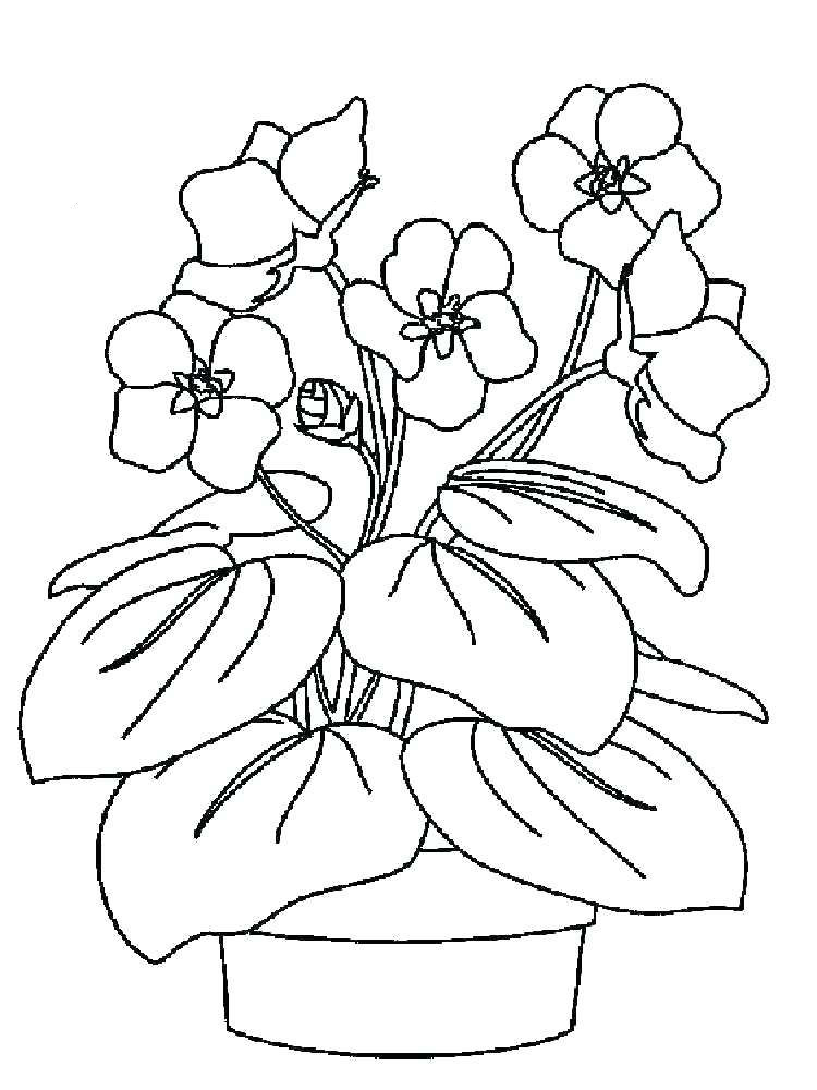 Violet coloring pages