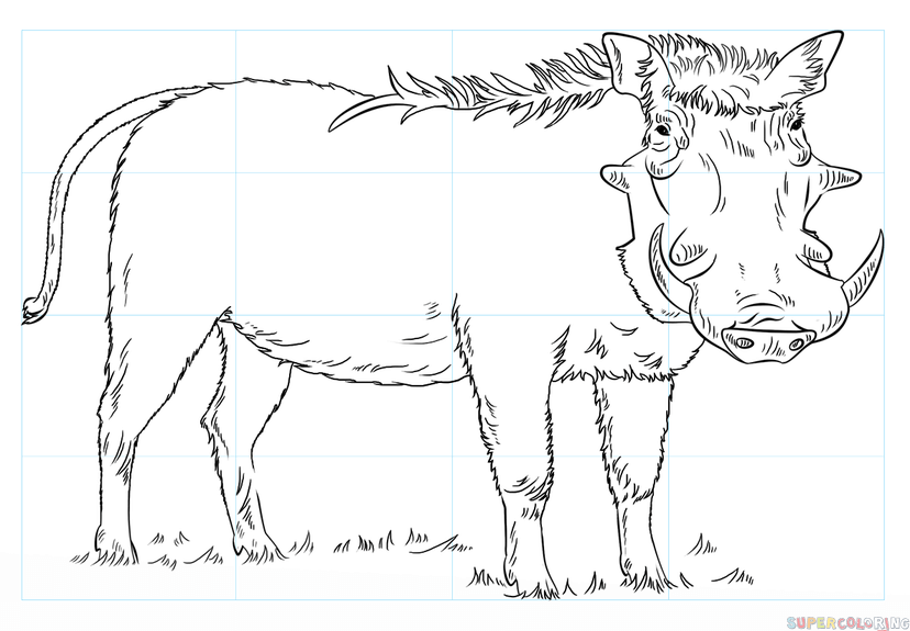 How to draw a warthog step by step drawing tutorials