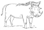 Warthog coloring pages free coloring pages