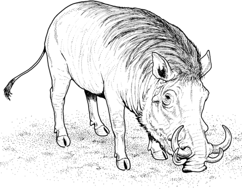 Warthog african wild pig coloring page free printable coloring pages animal coloring pages animal coloring books wild pig