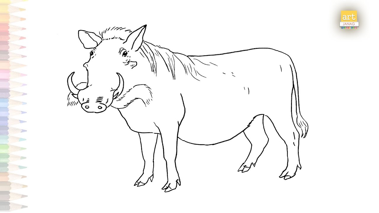 Coon warthog drawings wild pigs drawing how to draw a warthog step by step wild life art