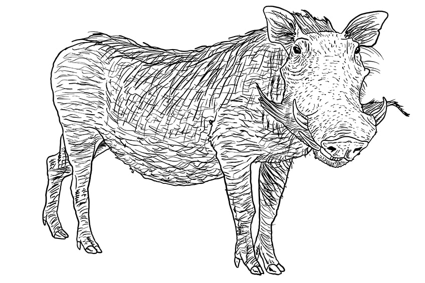 How to draw a warthog