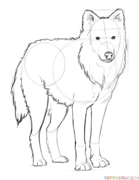 How to draw an arctic wolf step by step drawing tutorials