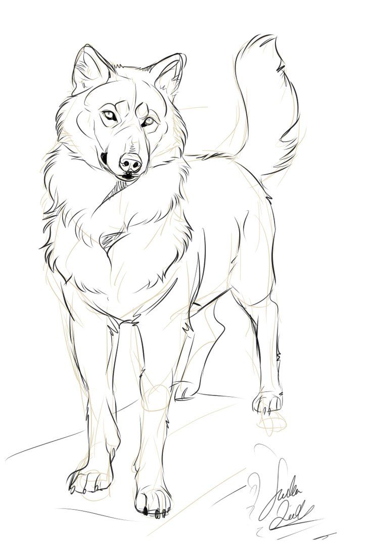 Charming wolf canine art wolf sketch animal sketches