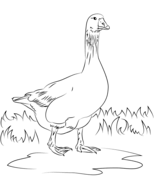 Goose coloring pages free coloring pages