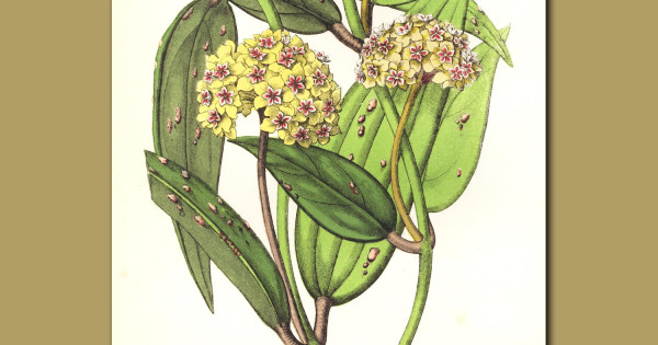 Wax plant hoya ovalifolia and pallida genuine antique print for sale