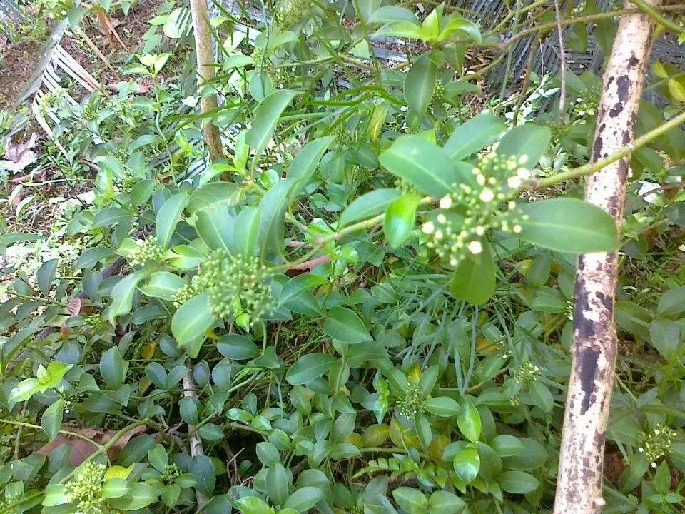 Natural fresh gonuke leaves scientific name hoya ovalifolia asclepiadaceae