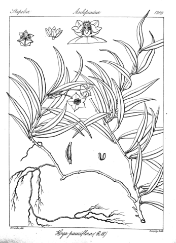 Hoya pauciflora coloring page free printable coloring pages