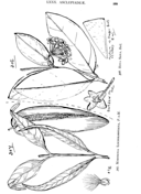 Hoya pauciflora coloring page free printable coloring pages