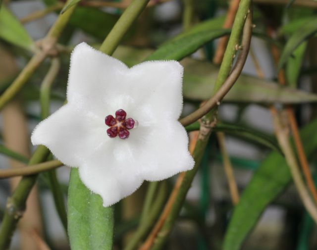 Hoya pauciflora vermont hoyas