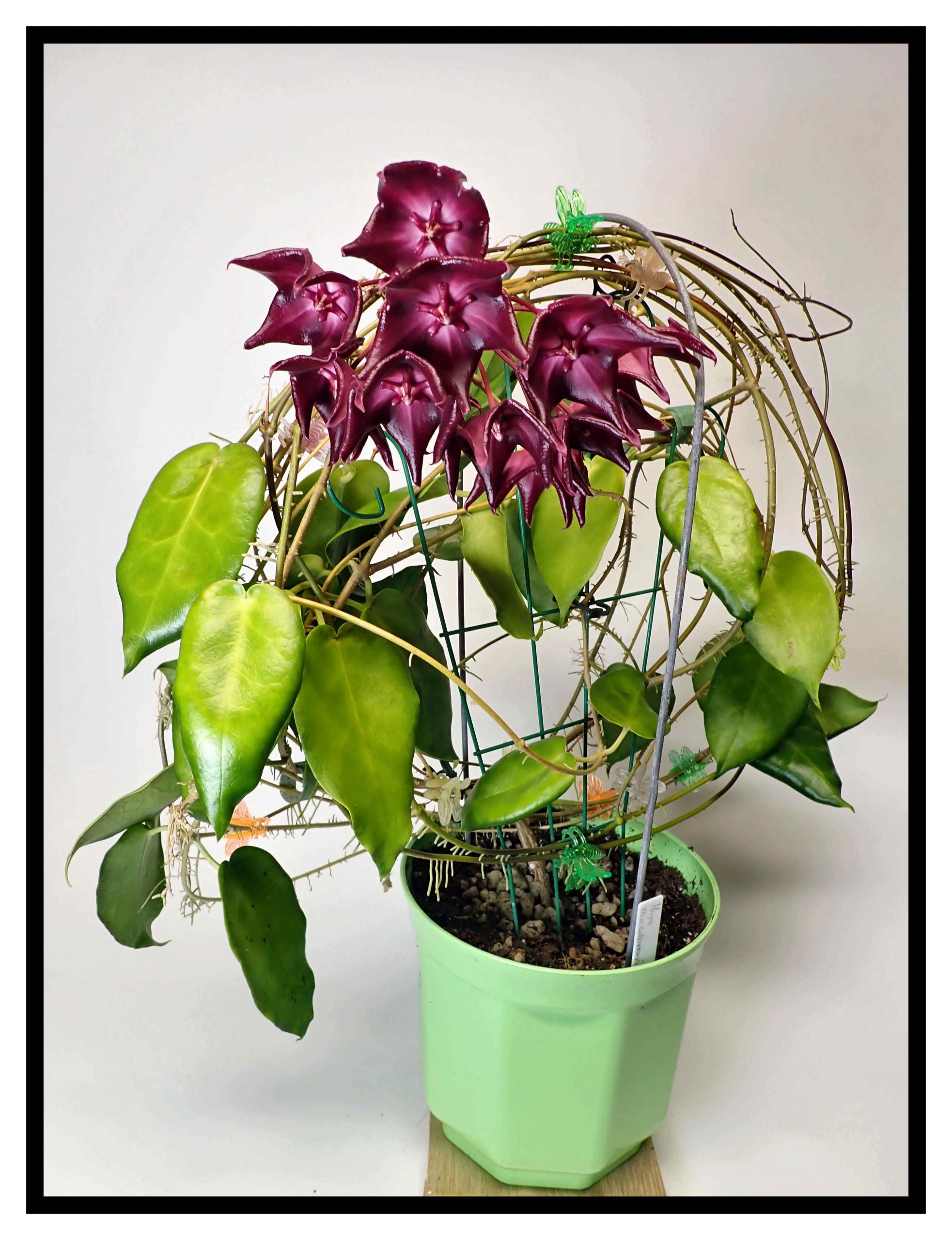 The color variability of hoya macgillivrayi flowers vermont hoyas