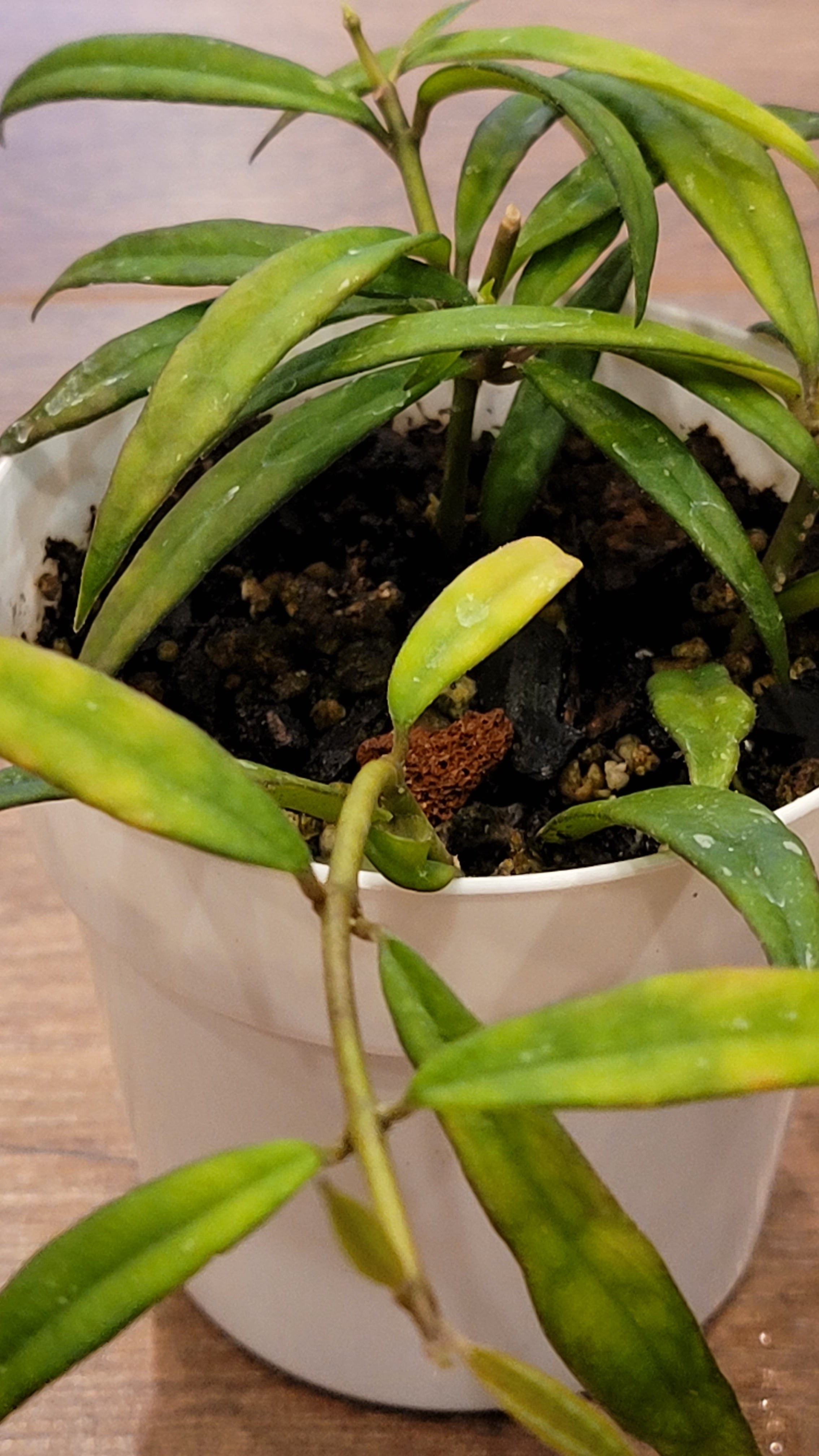 Hoya pauciflora