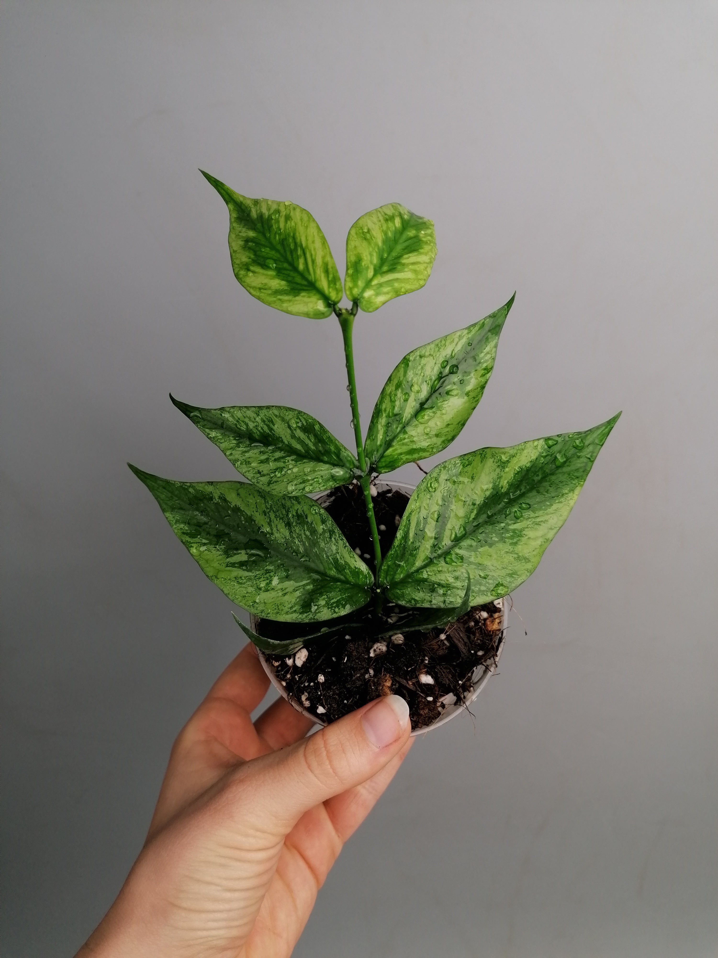 Hoya polyneura variegated fish