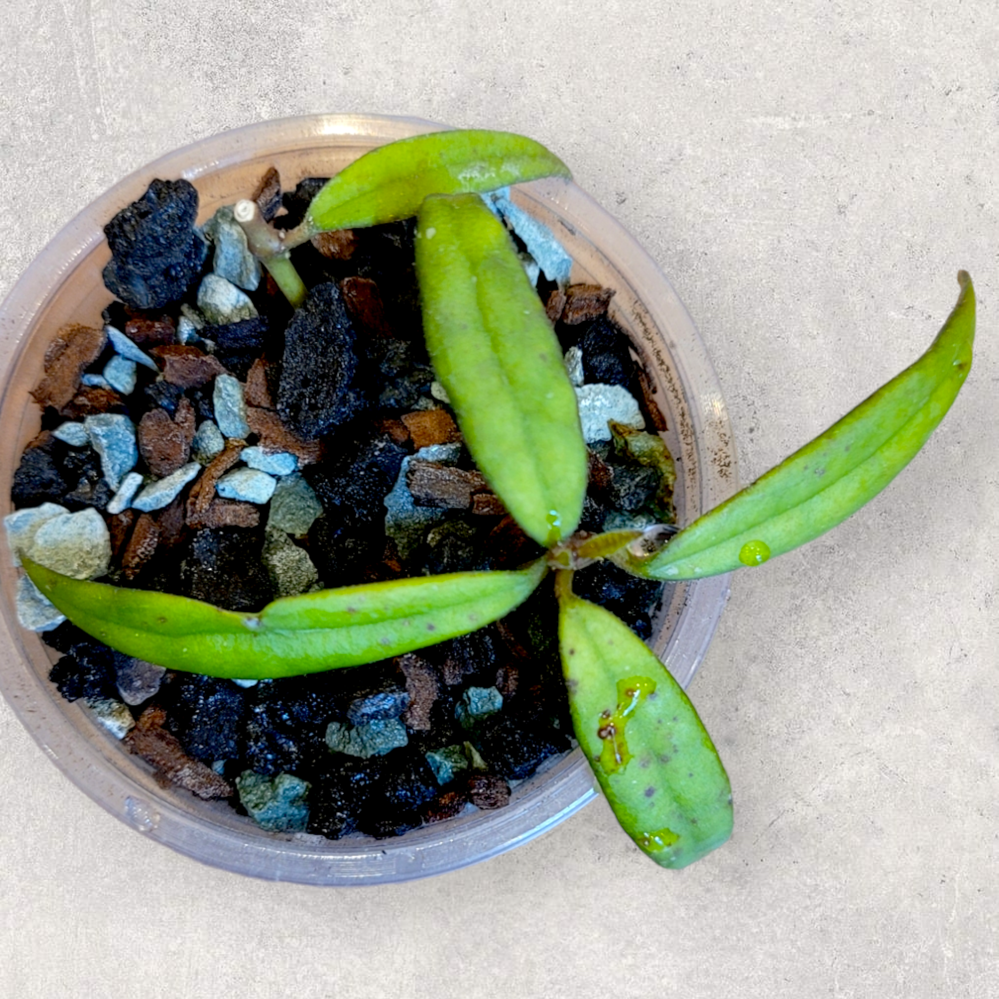 Hoya pauciflora