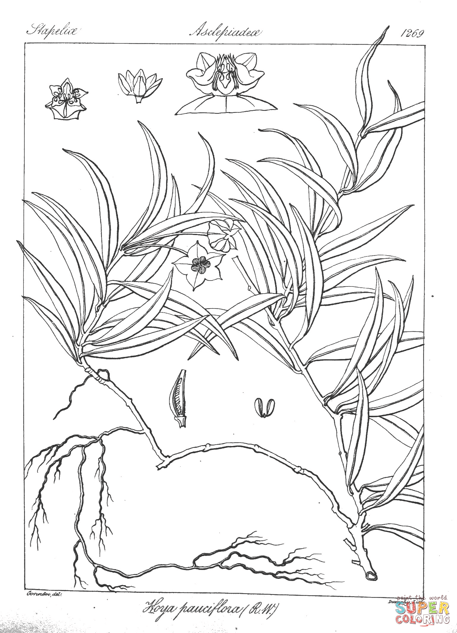 Hoya pauciflora coloring page free printable coloring pages