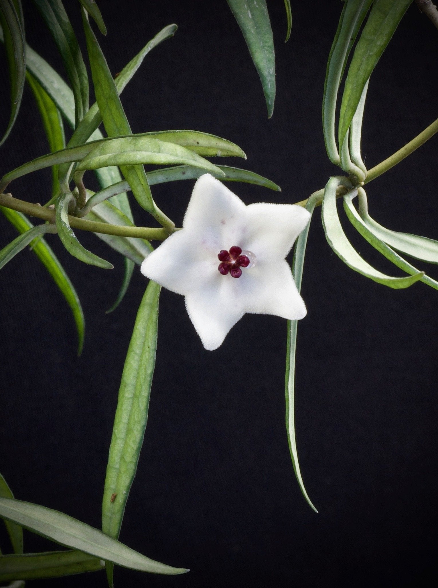 Hoya pauciflora