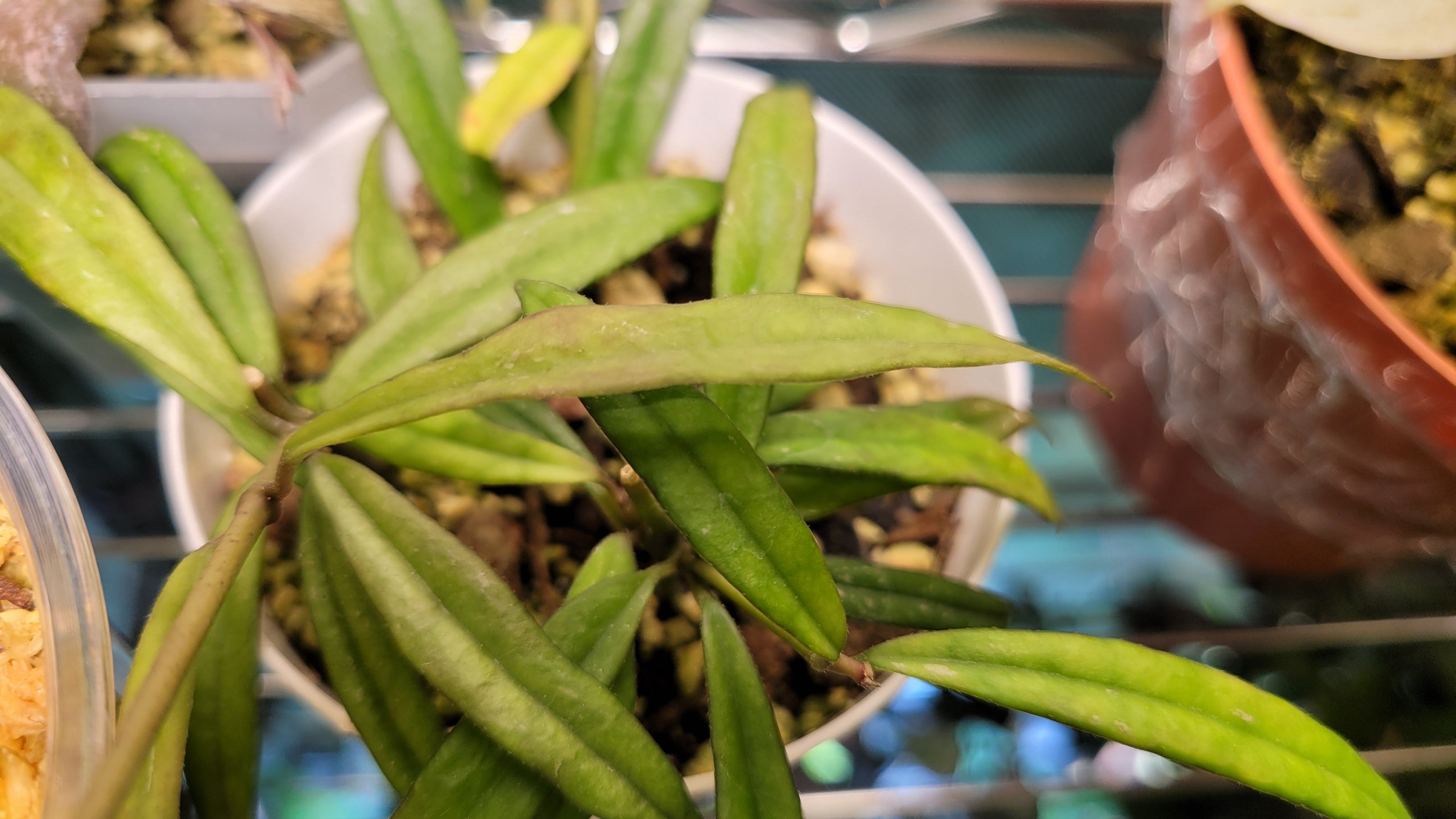 Hoya pauciflora