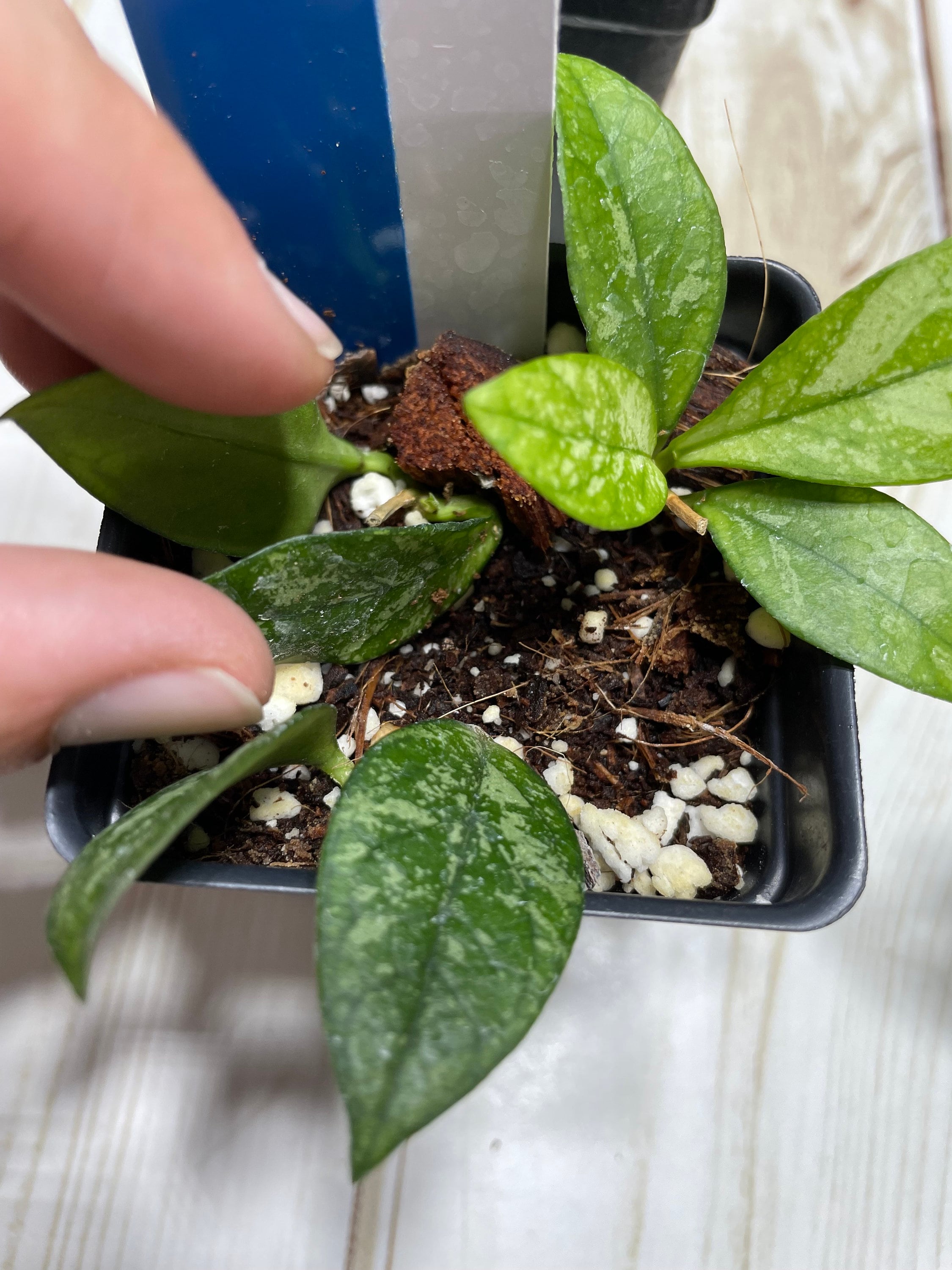 Hoya crassipetiolata splash unmon shipped in pots new growth fast growing stable splashy leaves collectors nice size plants