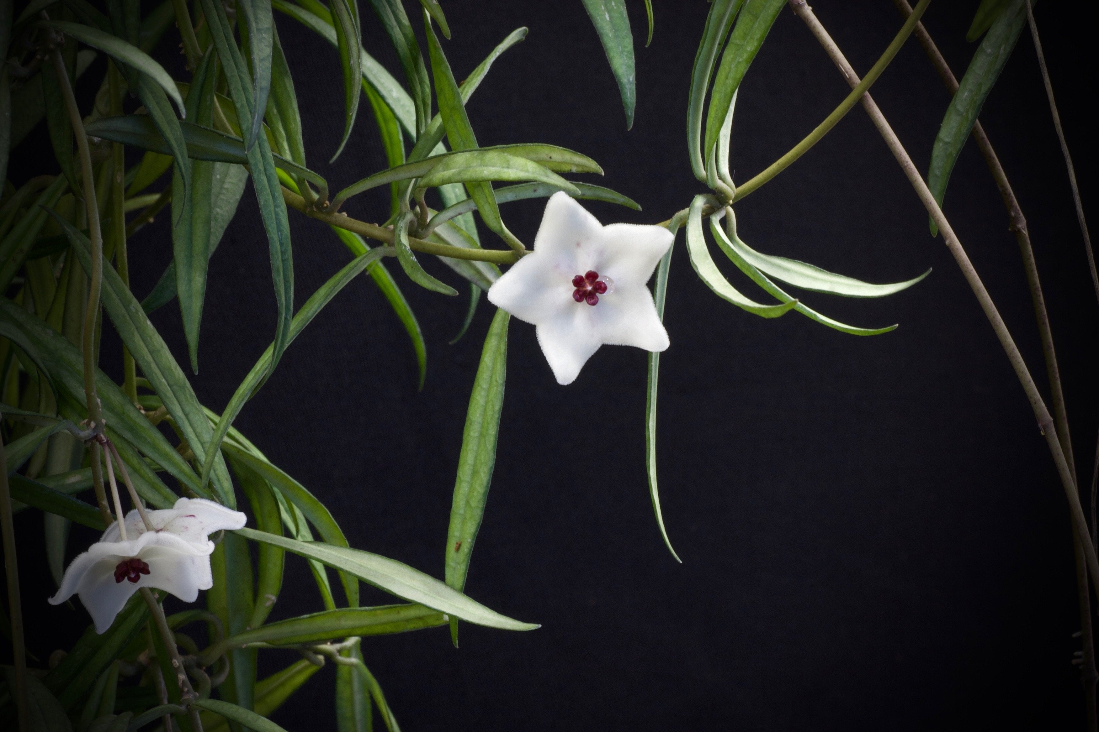 Hoya pauciflora