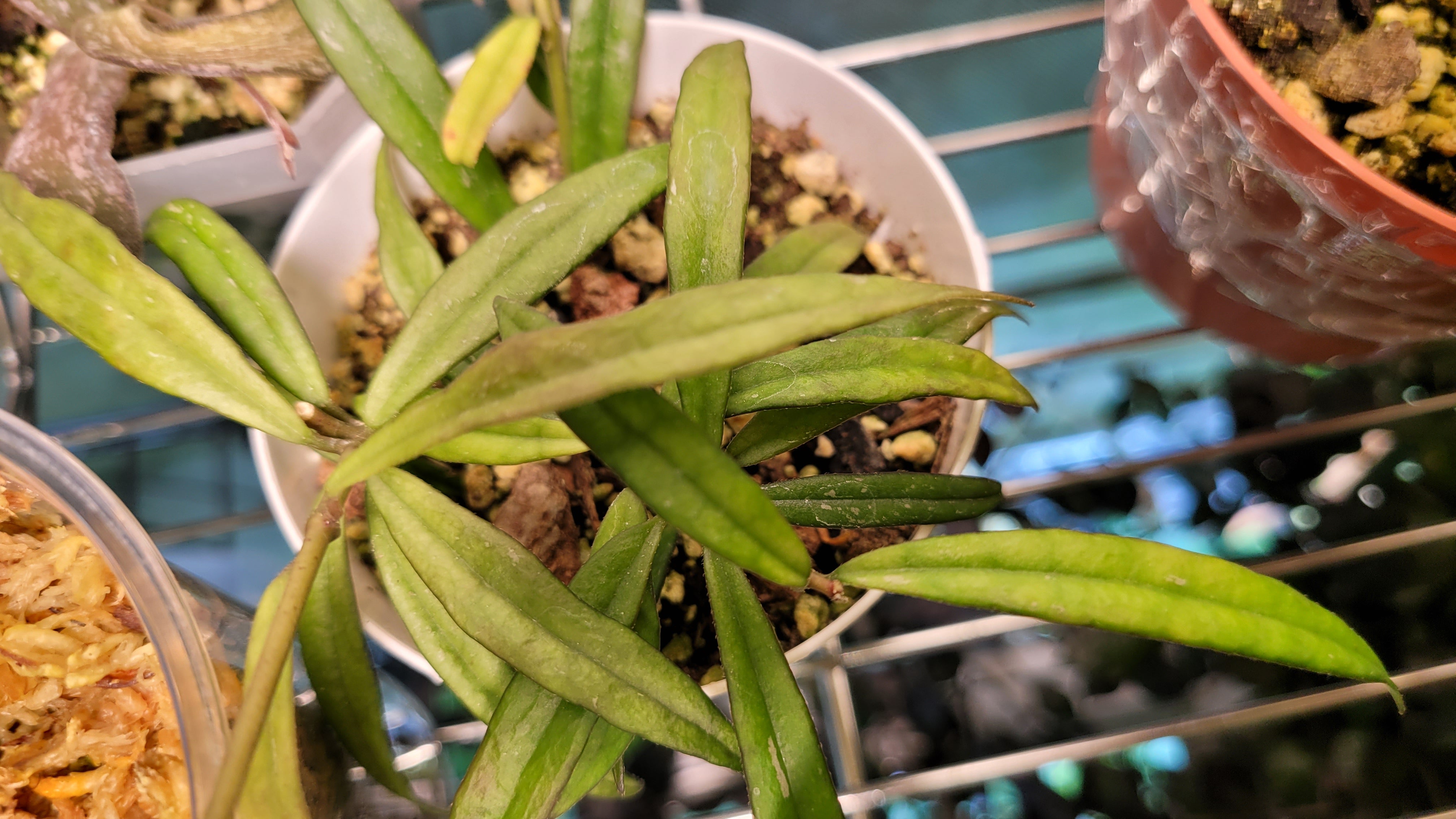 Hoya pauciflora