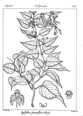 Tylophora pauciflora coloring page free printable coloring pages