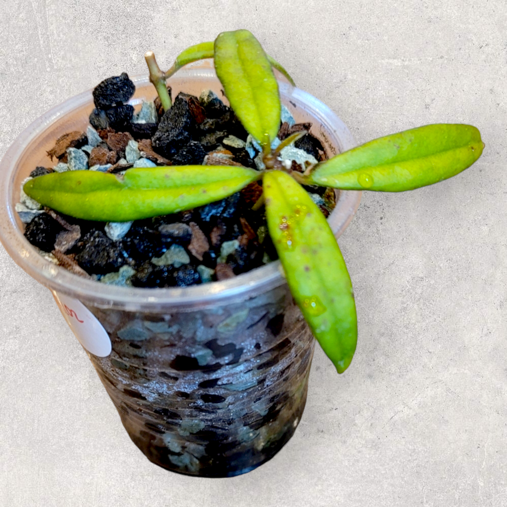 Hoya pauciflora