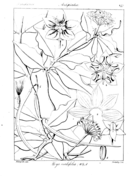 Hoya pauciflora coloring page free printable coloring pages