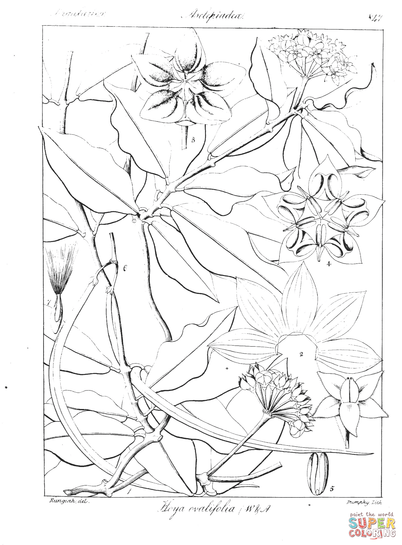 Hoya ovalifolia coloring page free printable coloring pages