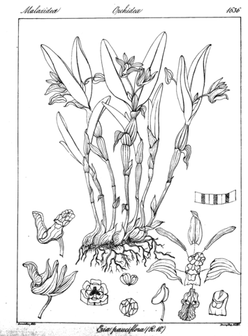 Eria pauciflora coloring page free printable coloring pages