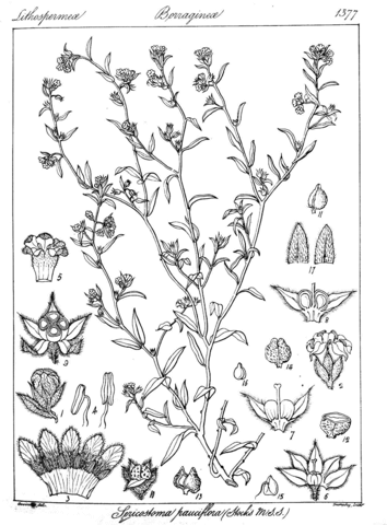 Sericostoma pauciflora coloring page free printable coloring pages