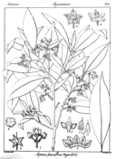 Hoya pauciflora coloring page free printable coloring pages