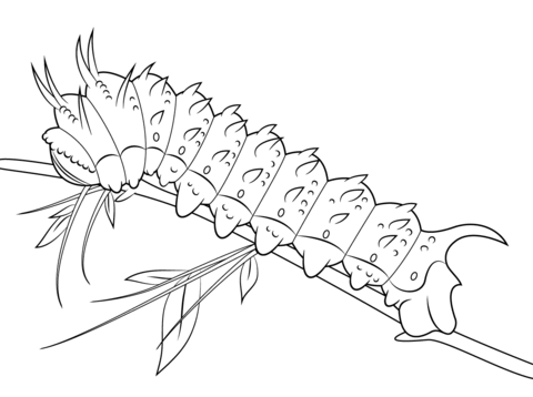 Hubbards silkmoth caterpillar coloring page free printable coloring pages