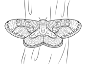 Moth coloring pages free coloring pages