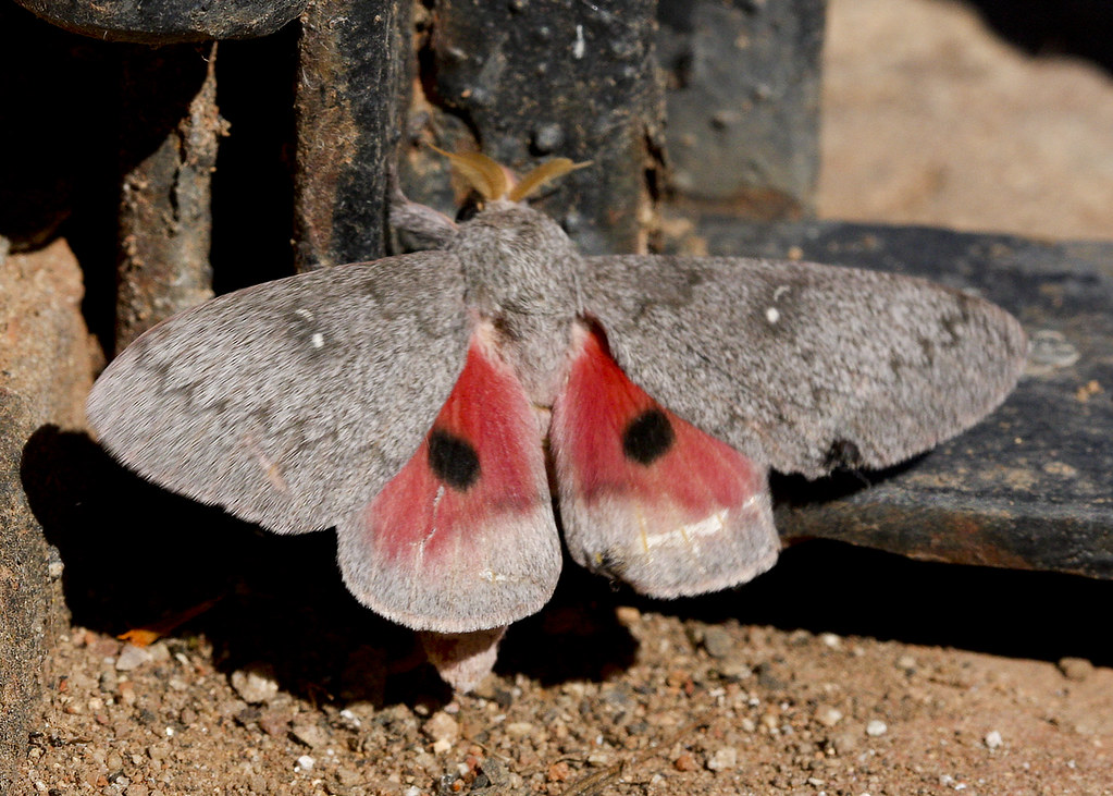 Hubbards small silk moth focpr alamos sonora mexicoâ