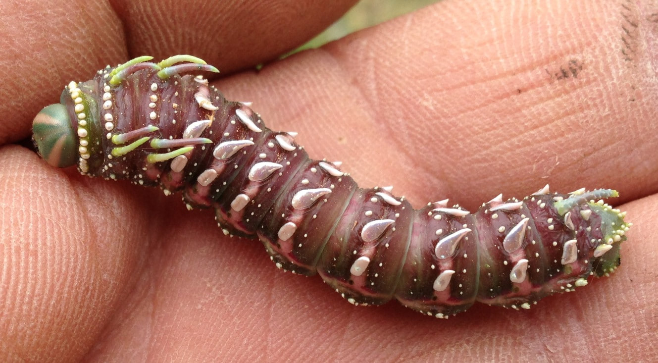 Hubbards silk moth caterpillar