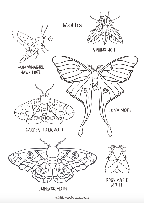 Moths nature coloring pages â wildflowers