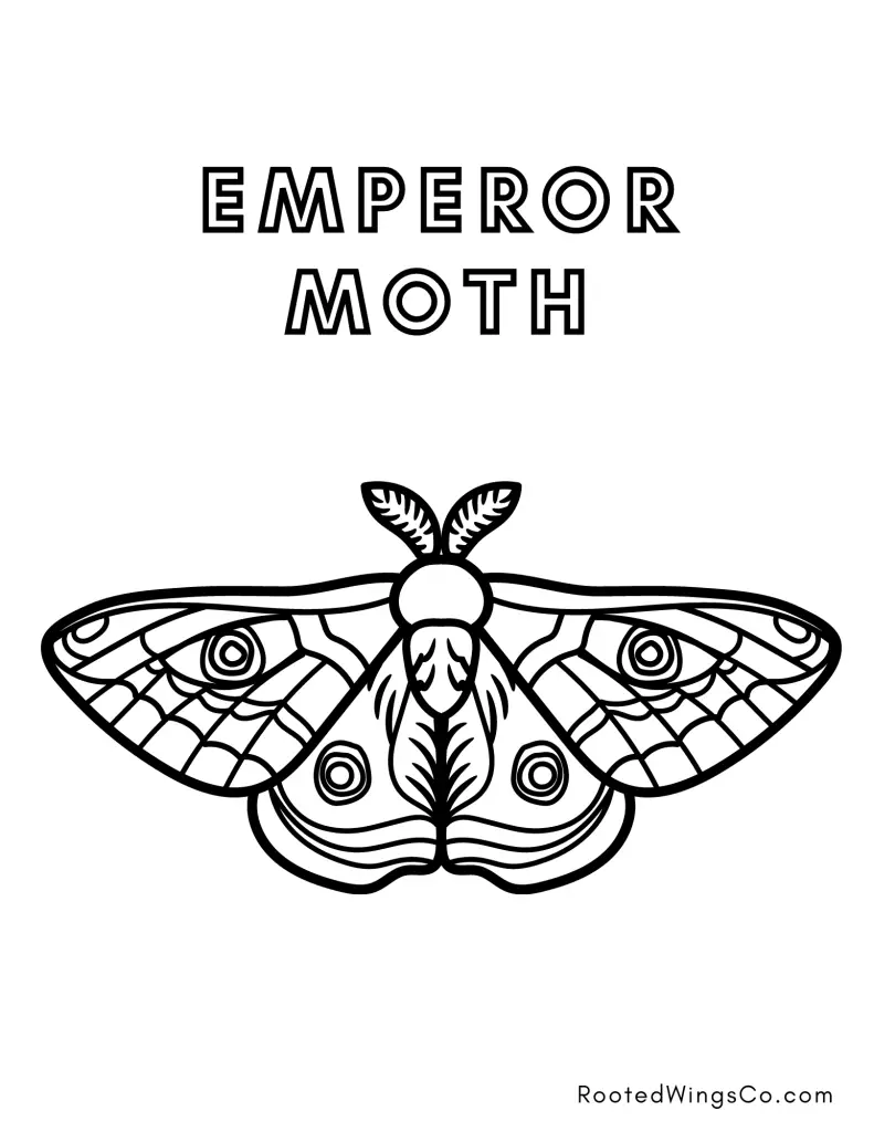 Free moth coloring pages