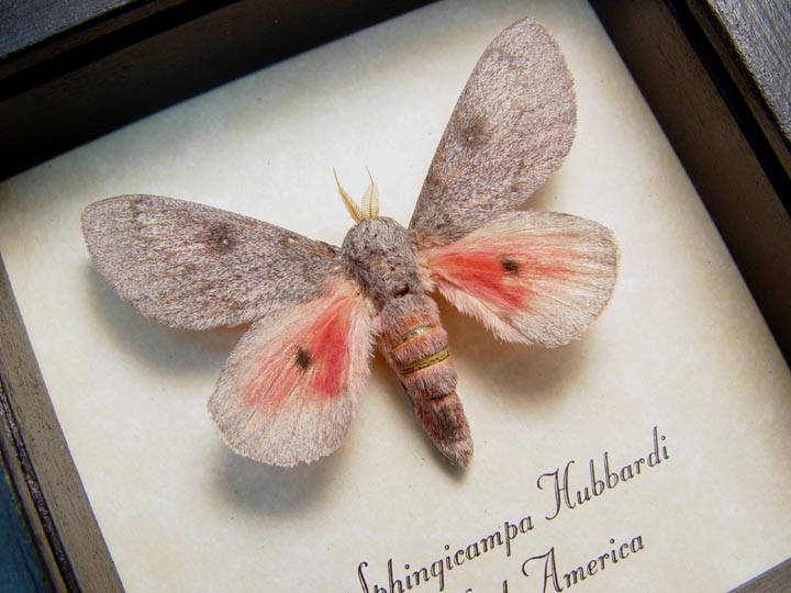 Sphingicampa hubbardi hubbards silk moth