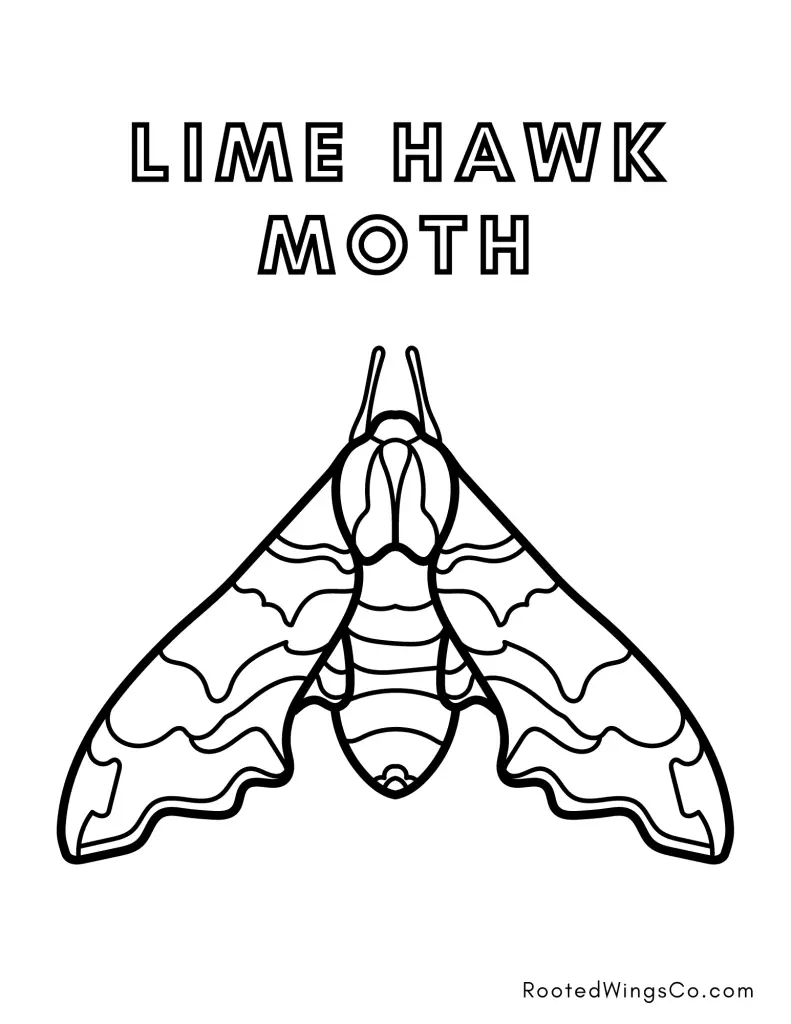 Free moth coloring pages