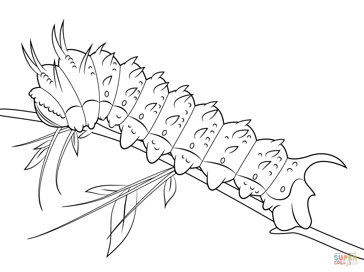 Hubbards silkmoth caterpillar coloring page free printable coloring pages