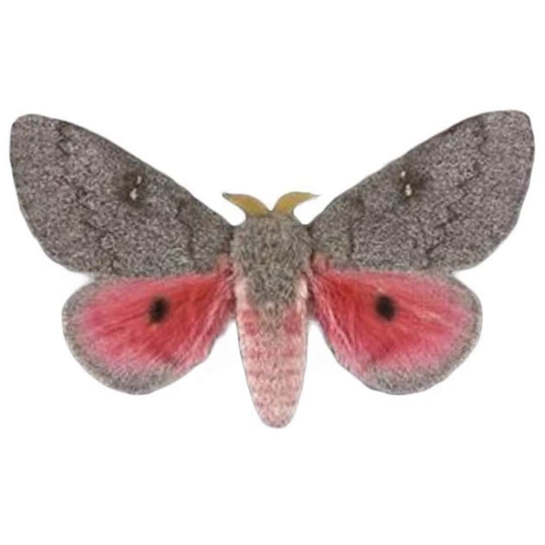 Sphingicampa hubbardi one real pink saturn moth saturniidae