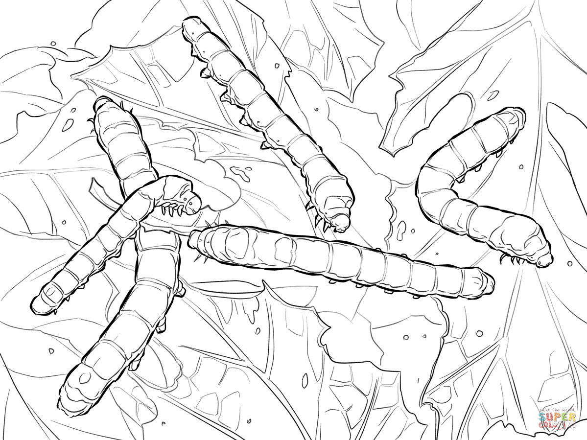 Silkworm moth caterpillars coloring page free printable coloring pages