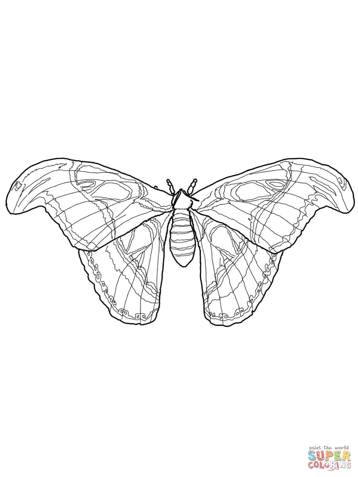 Atlas moth coloring page free printable coloring pages