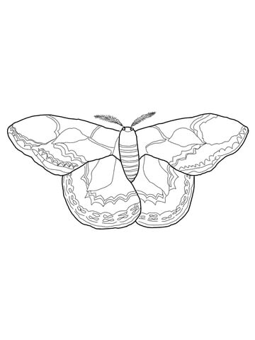 Rothschilds silk moth coloring page free printable coloring pages