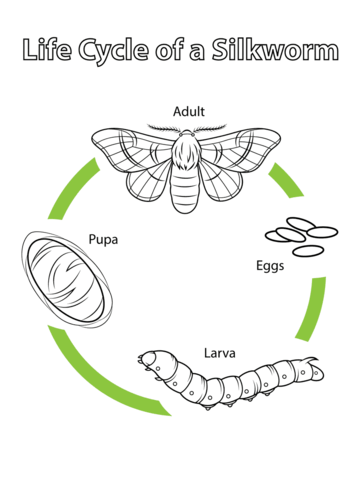 Moth coloring pages free coloring pages