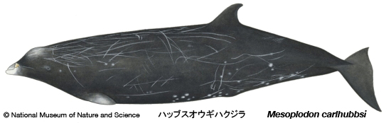 Hubbs beaked whaleïmarine mammals information database