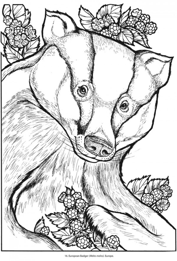 Freebie badger coloring page â